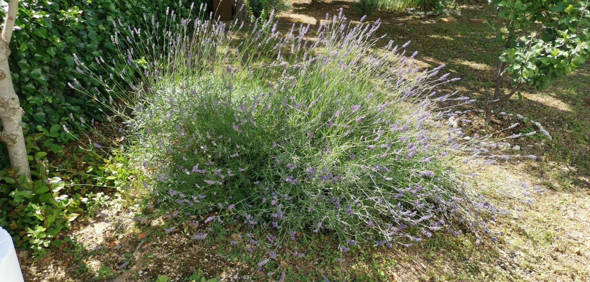 Apartmani Sersic باشْكا المظهر الخارجي الصورة